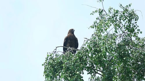 Hawk Bird