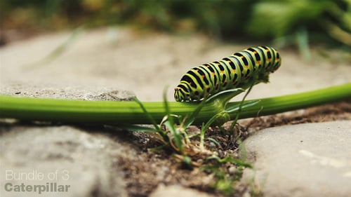 Green Caterpillar