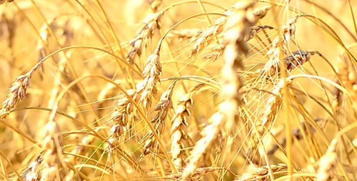 Ears of Wheat