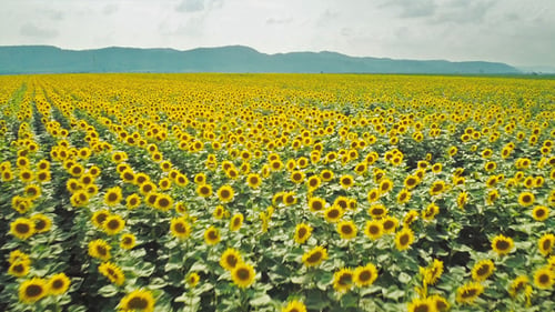 Sunflower Fields