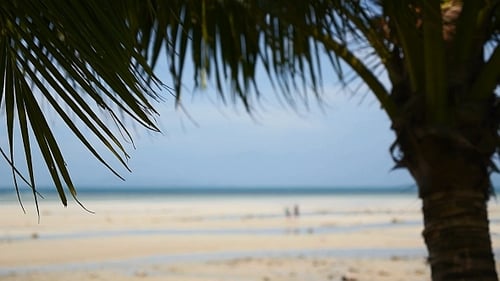 Coconut Palm Tree Against Sea Beach