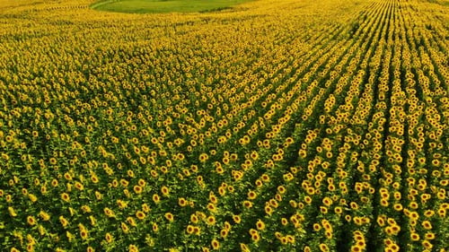 Field of Sunflowers