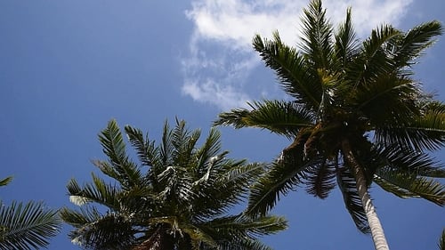 Palm Tree and Blue Sky.