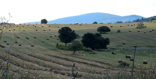 Bales Hay on Rural Level 1
