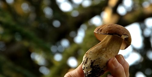 Boletus 1