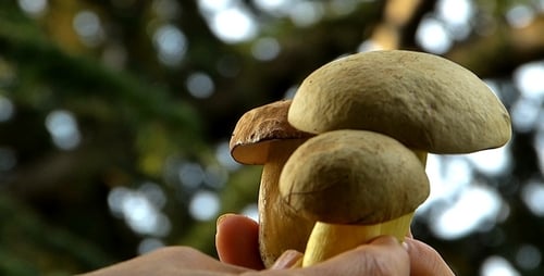 Boletus 2