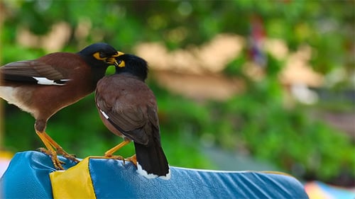 Common Myna