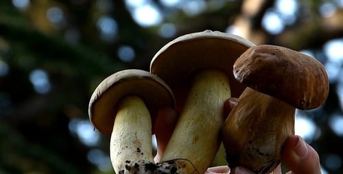 Boletus 3