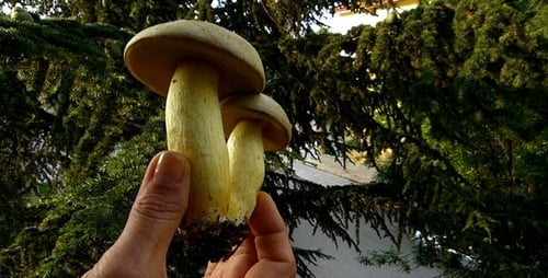 Boletus 4