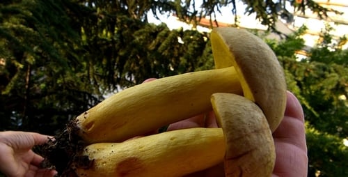 Boletus 5