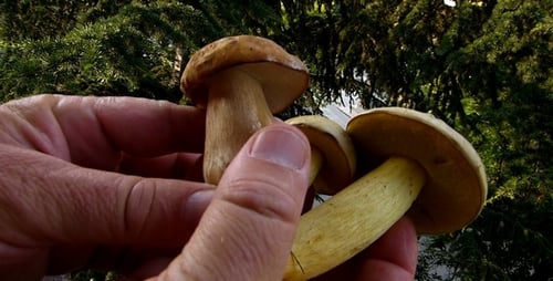 Hand Holds Freshly Picked Wild Yellow Mushrooms