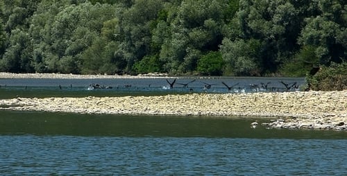 Pesca de cormoranes