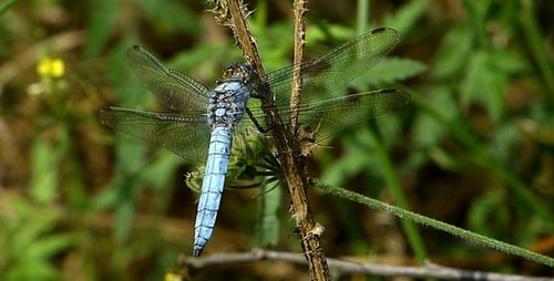 Dragonfly