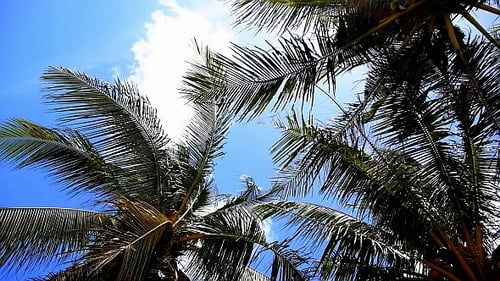 Coconut Palms against Clouds.