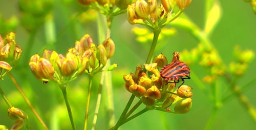 Green Plant and Flying Insect