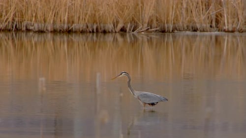 A Blue Heron is seen diving into the water to catch food.