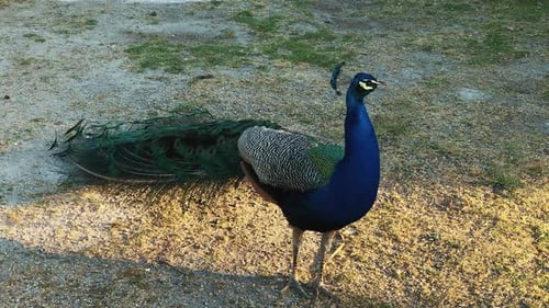Beautiful Blue Peacock Green Peafowl Standing in Park.