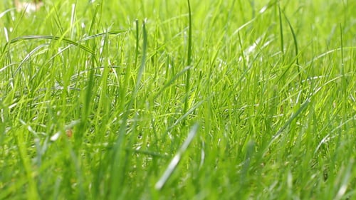 Gras 02