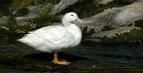 Duck 1