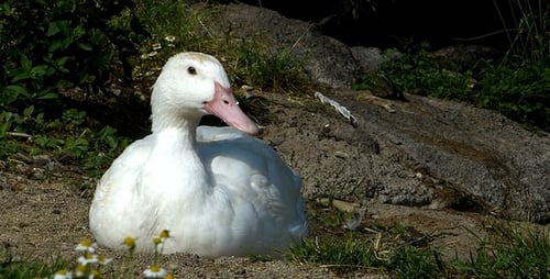 White Duck Resting on Sandy Ground Near Rock