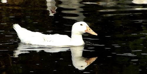 Duck 3