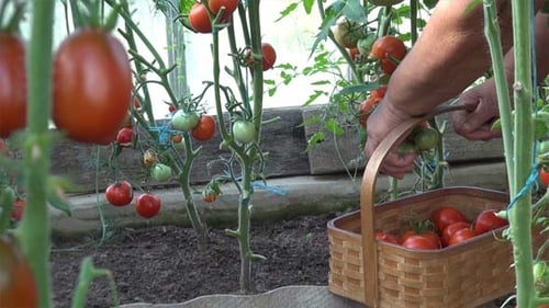 Harvesting Red Tomatoes in a Greenhouse Garden