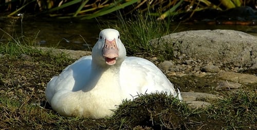 Duck 5
