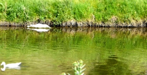 Ducks ( Miniature Effect ) 2