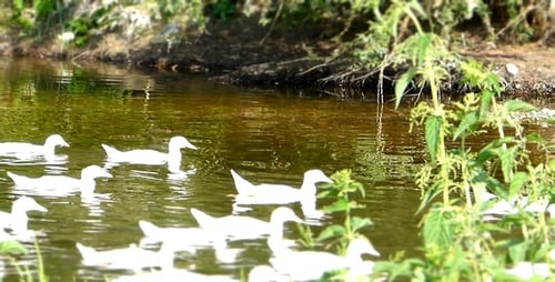 Ducks Swim in a Pond With Green Plants
