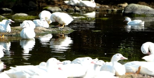 Ducks ( Miniature Effect ) 4