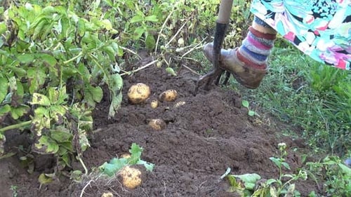 Woman Harvests Potatoes from Rich Garden Soil