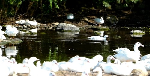 Ducks ( Miniature Effect ) 7