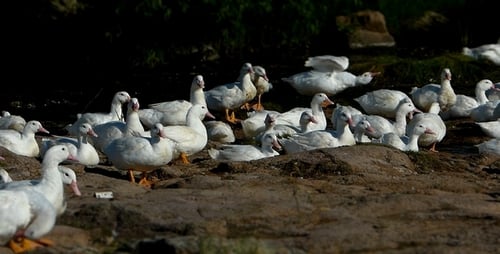 Enten (Miniatur-Effekt) 9