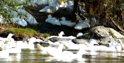 Enten (Miniatur-Effekt) 10