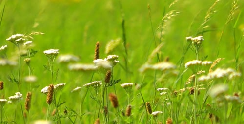 Green Plant