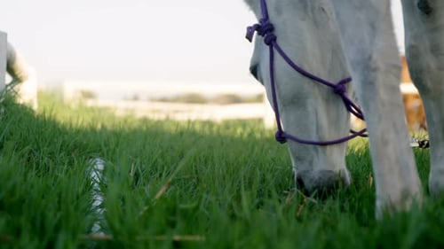 Horse grazing grass in ranch