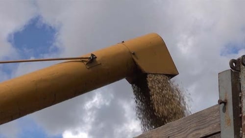 Unloading Grain To The Truck