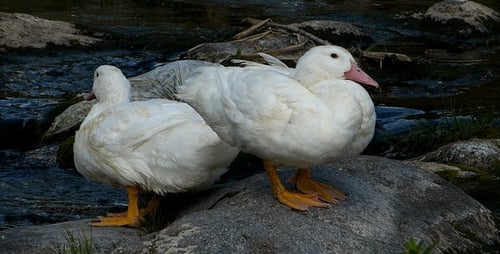 Ducks 1