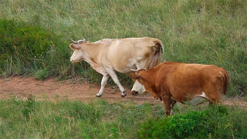 Cows