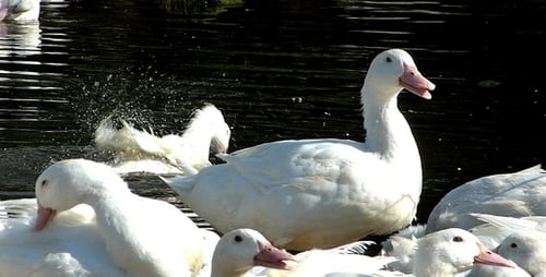 Ducks 6