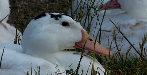 Ducks 9