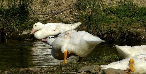 Ducks 11