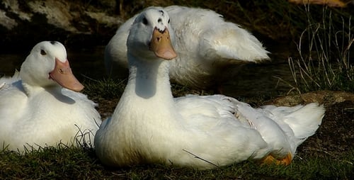 White Ducks Resting Peacefully Near Stream on Grassy Bank