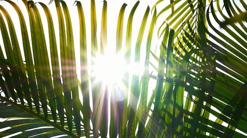 Tropical Palm Frond with Sunlight Bursting Through