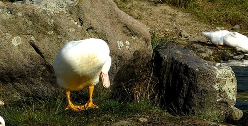 Ducks 13