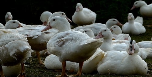 Ducks 16