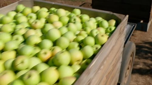 Abundant Green Apples Freshly Harvested on Farm