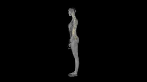 3D Human Spine Nervous System Rotating Animation
