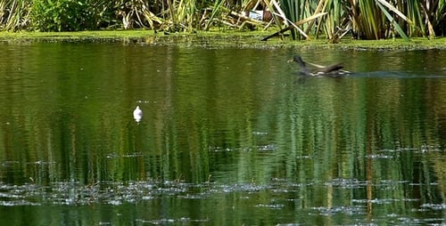 Duck Swimming By White Bird on Pond