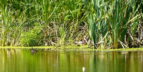 Wild Duck Swimming in Pond Surrounded by Greenery